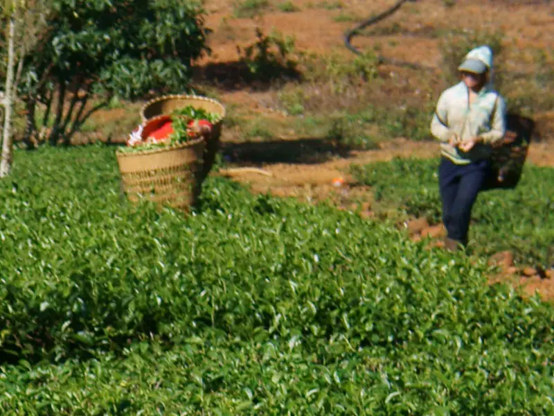 Nobody wants to think that our tea habits could actually be harming the environment or other people around the world.