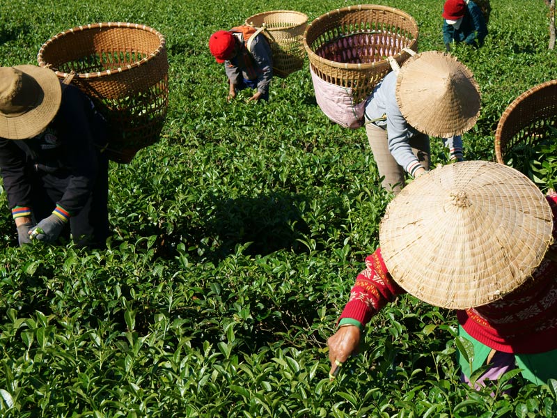 Tea pickers hard at work in Vietnam.