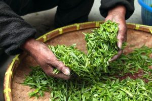 best organic tea brands