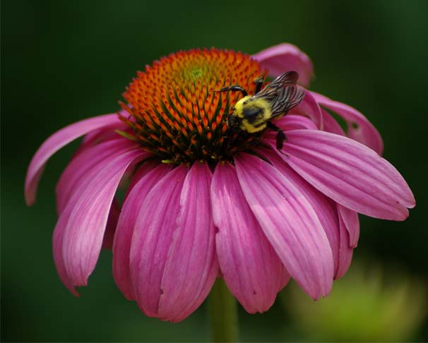 A bumblebee stops to take a break on an echinacea plant.