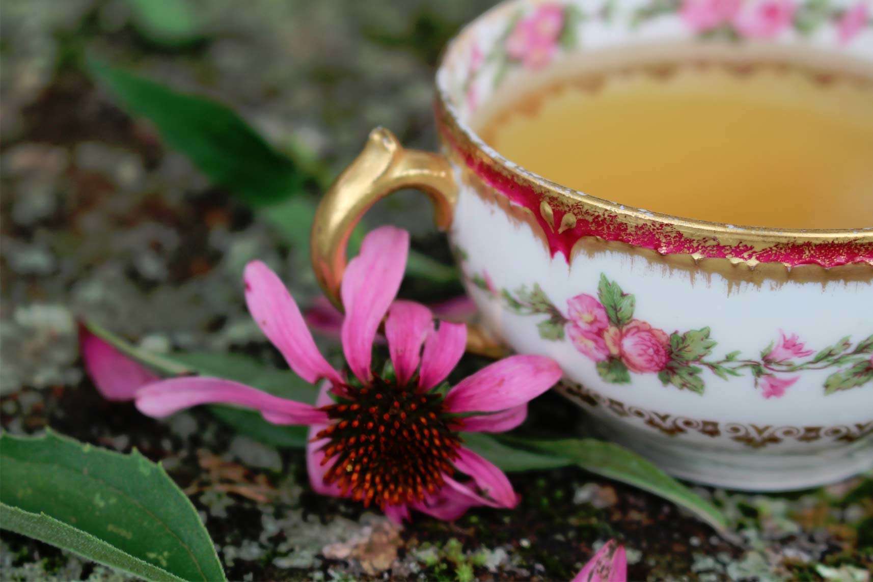 Echinacea Tea Everything You Need To Know Tea Perspective