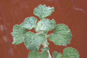 horehound tea