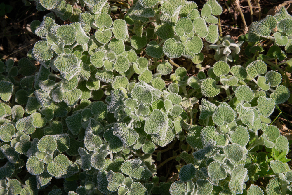 what is horehound tea