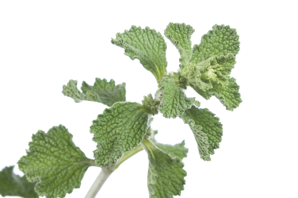 white horehound leaves