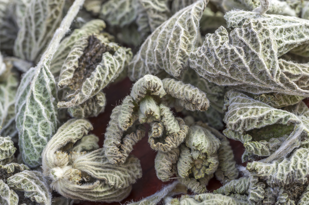 dried horehound