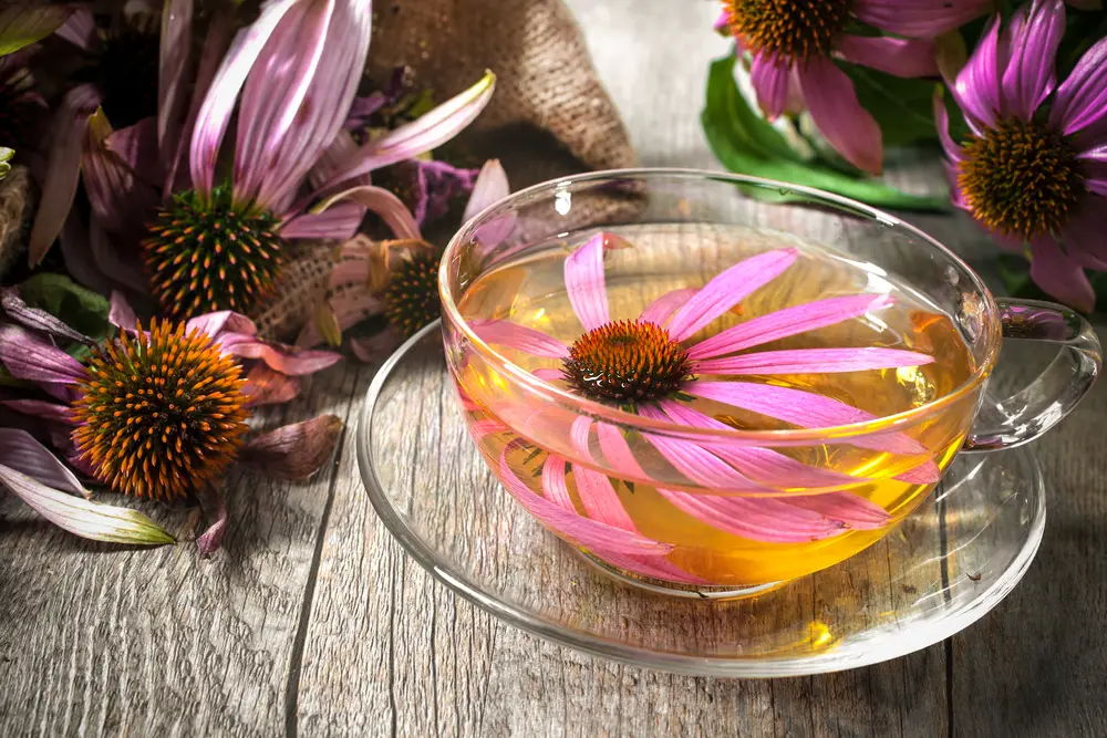 echinacea tea for anxiety