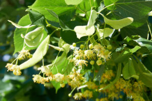 linden flower tea