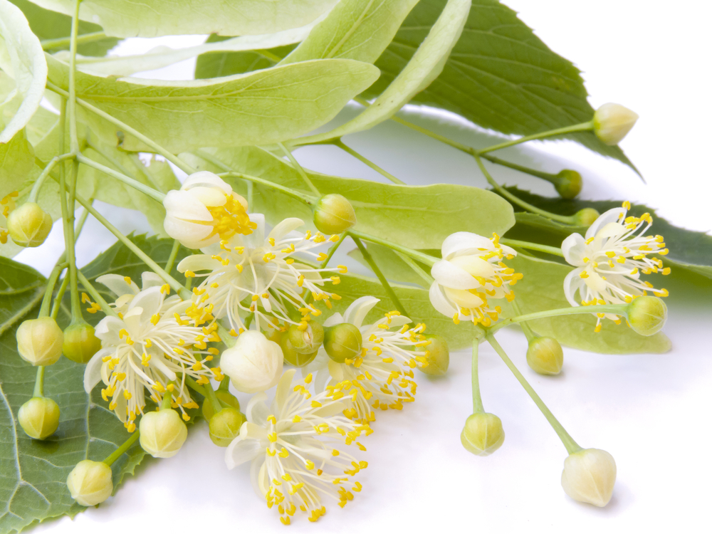 linden flower tea health benefits