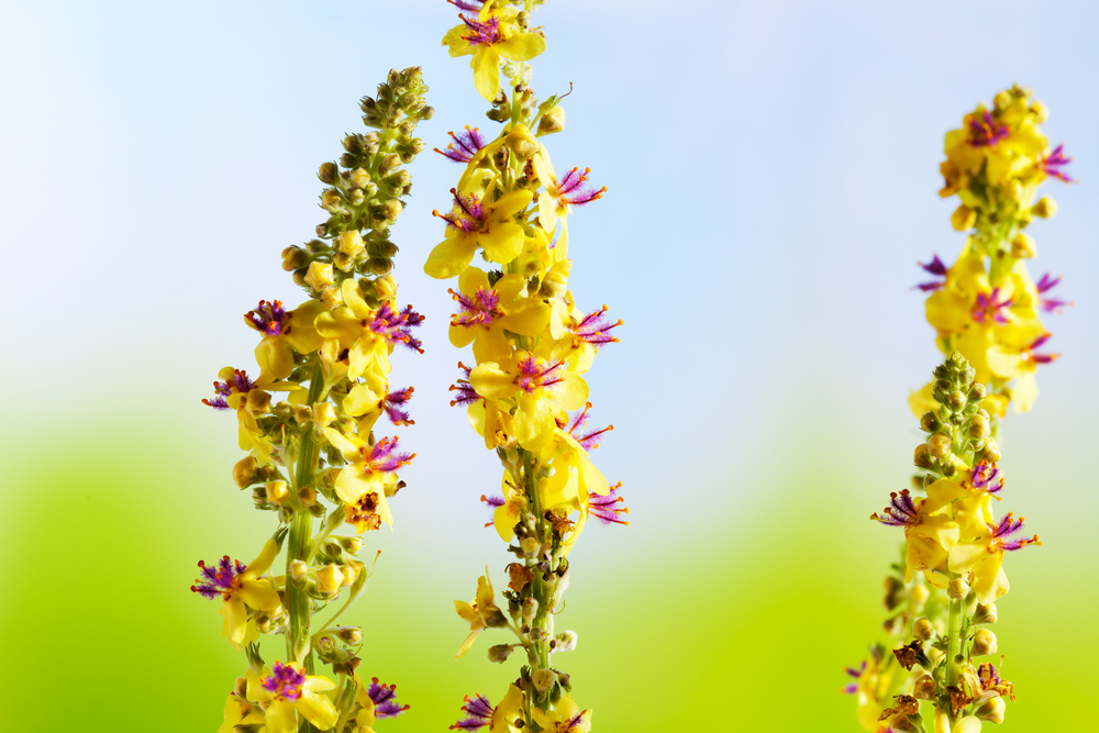 agrimony flower close up pic in spring