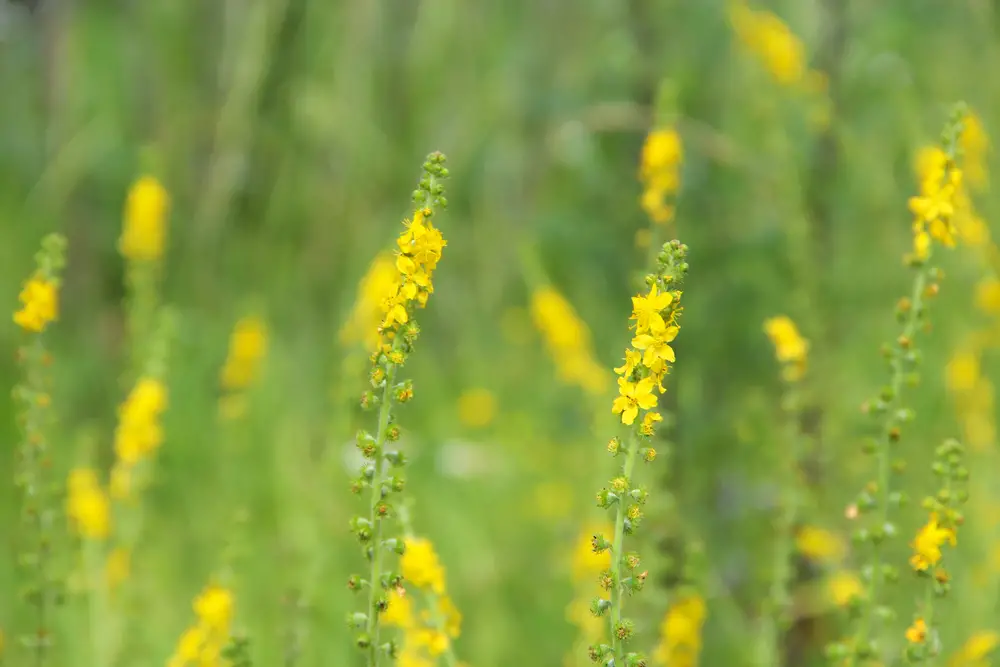 agrimony tea flowers in a field