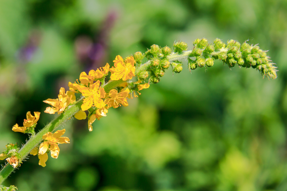 agrimony tea