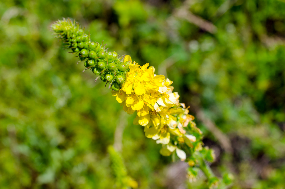 agrimony flower close up in a field