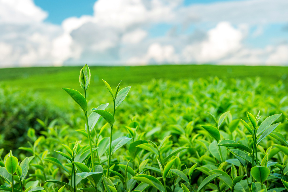 green tea plantation