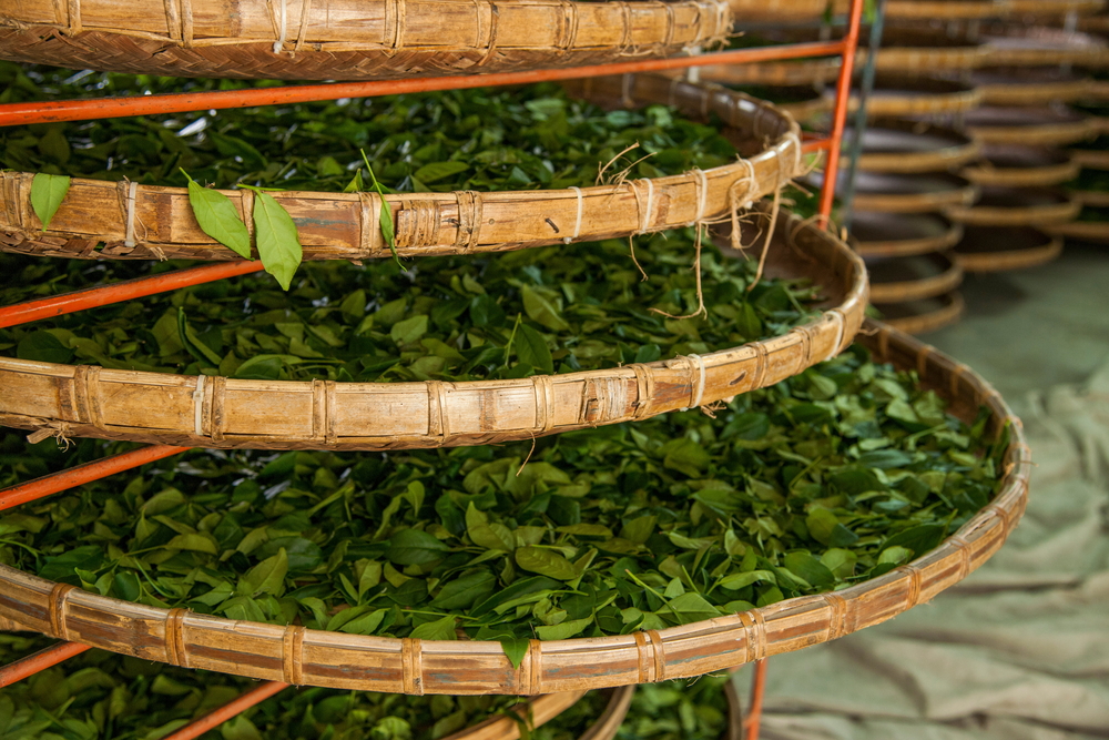 oolong tea being dried