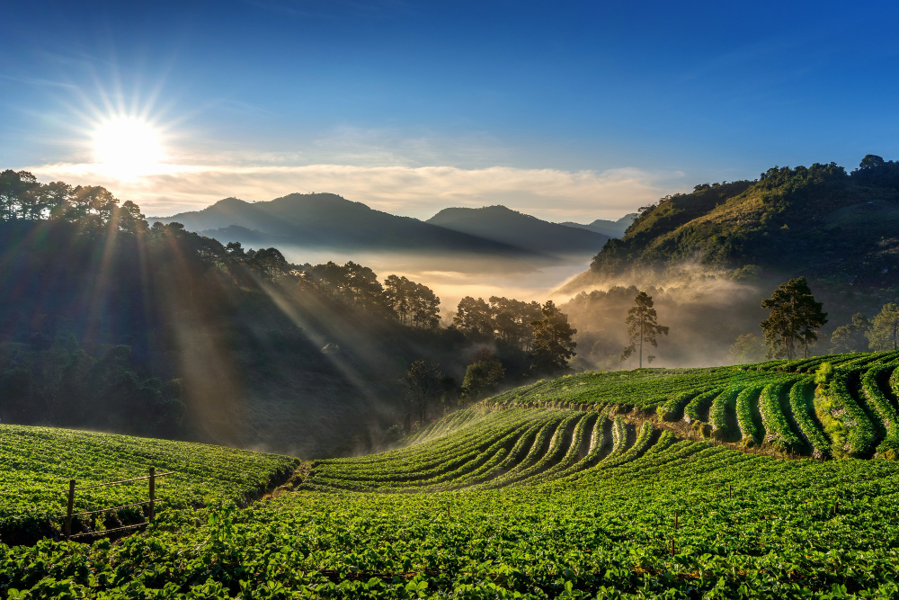 tea plantation