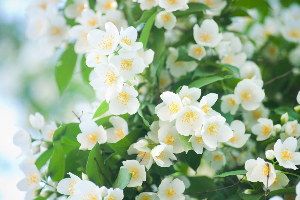 jasmine flowers