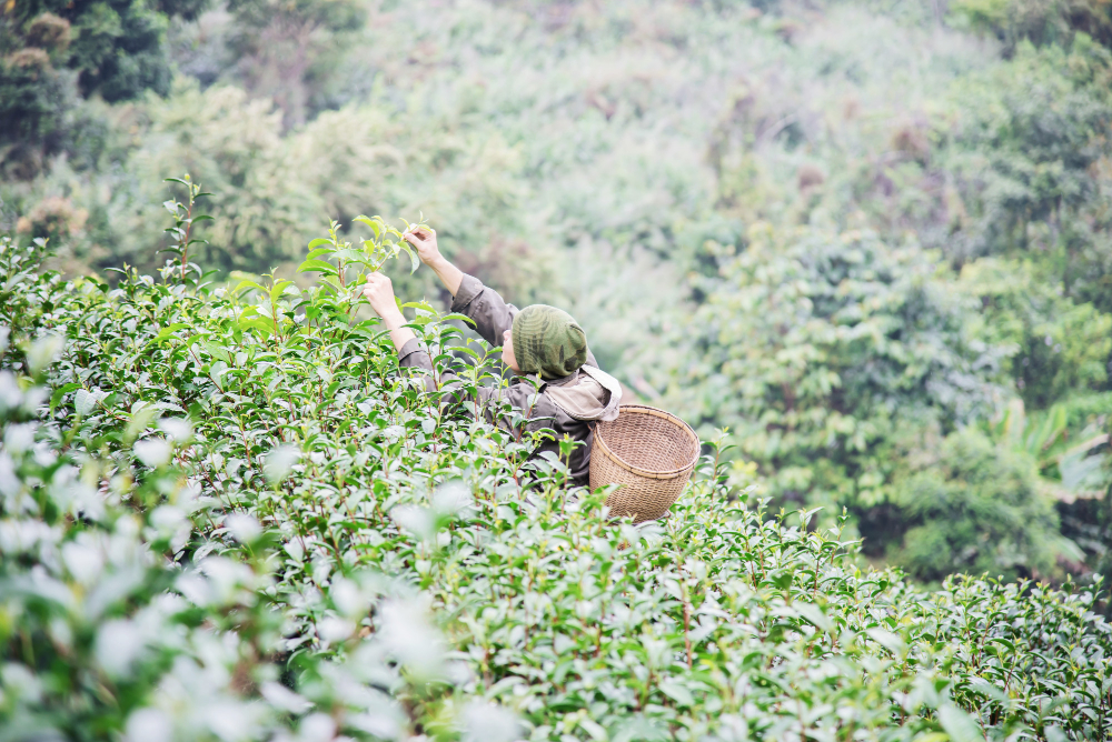 harvesting tea leaves