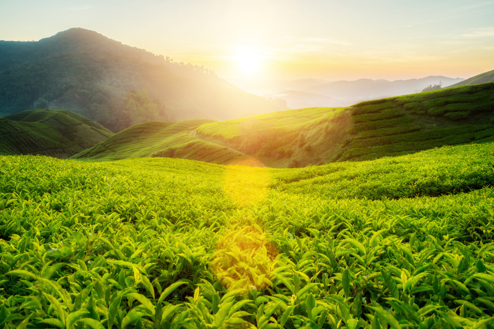 tea plantation