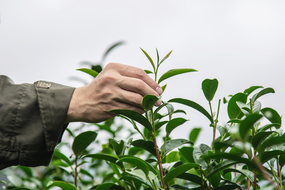 picking fresh green tea