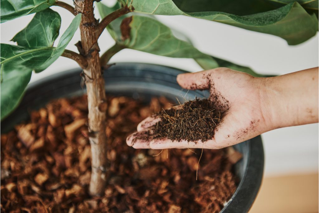 hand holding soil and tea grounds