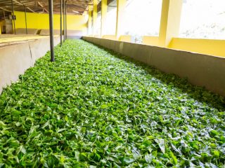 drying tea leaves for decaffeinating