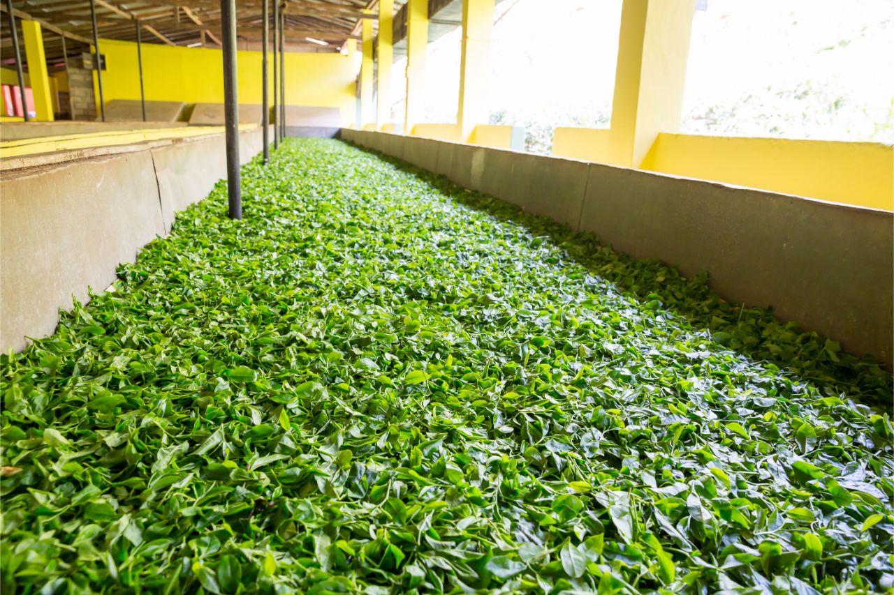 drying tea leaves for decaffeinating