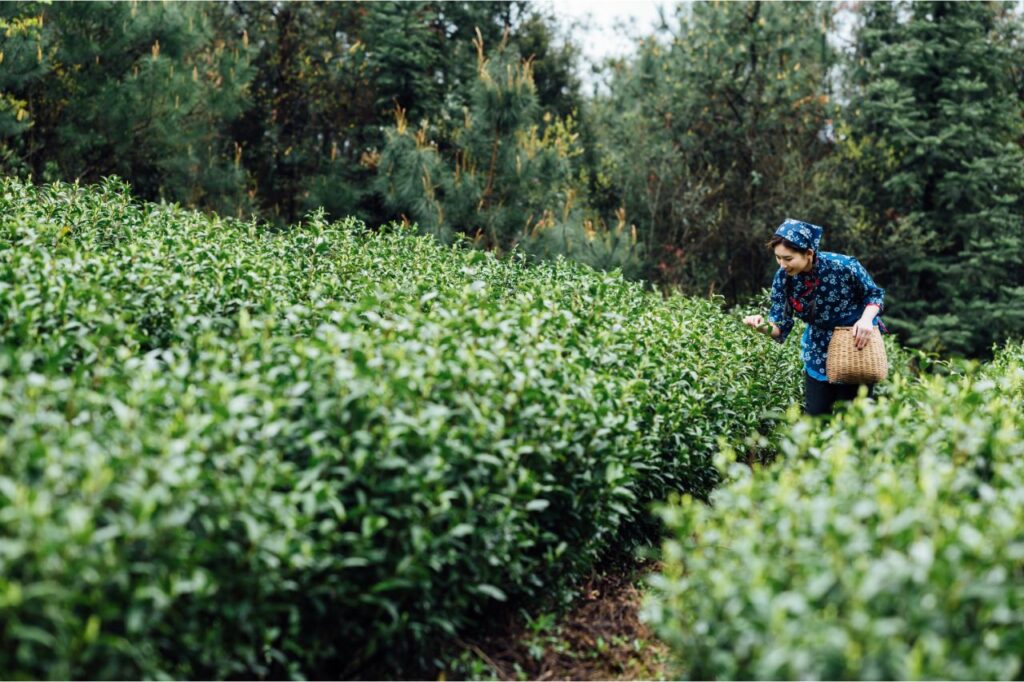 girl harvesting green tea leaves