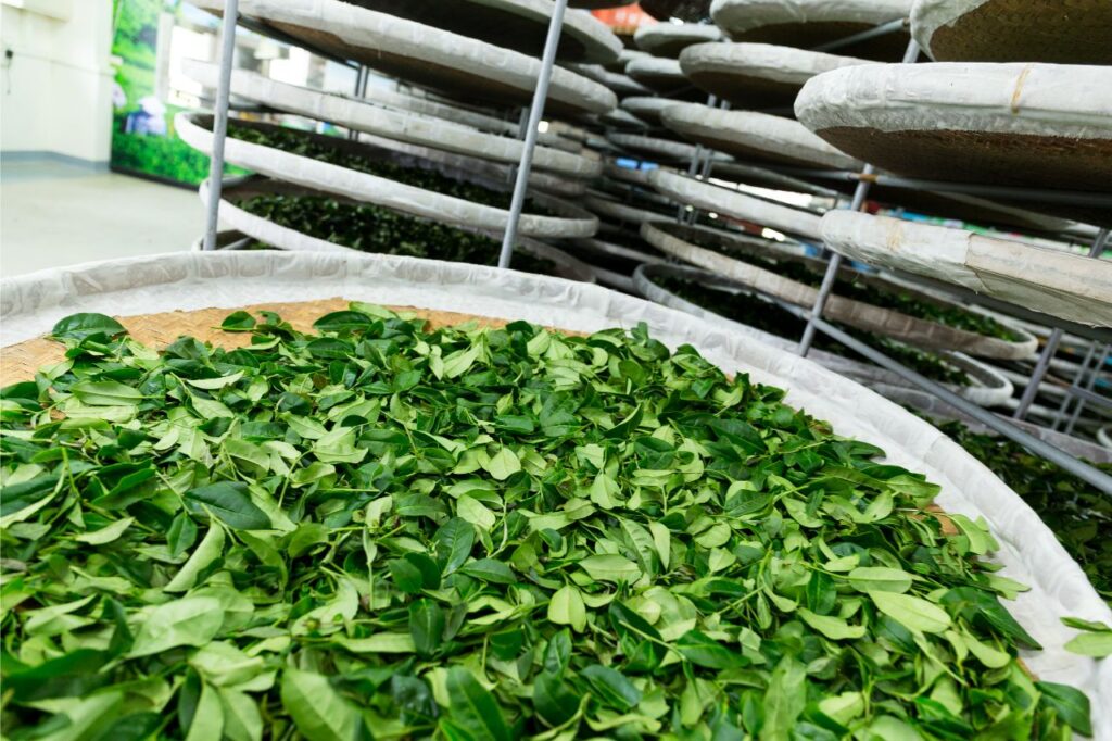 tea being put in oxidation process