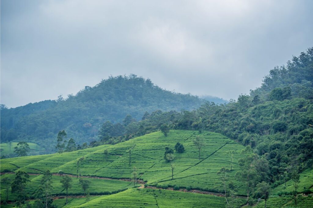 tea plantation in sri lanka